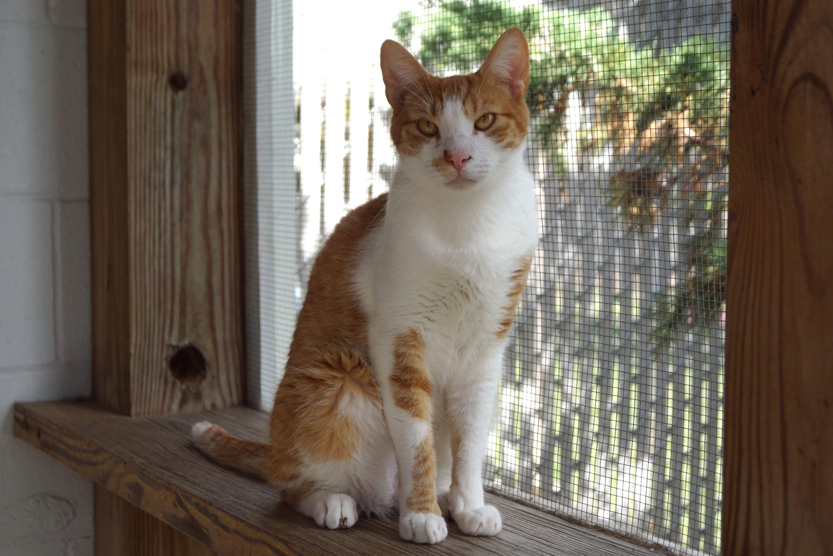 Penny- Bonded with Ellie!, a Adoptable Domestic Short Hair in New Milford, CT image 2/6