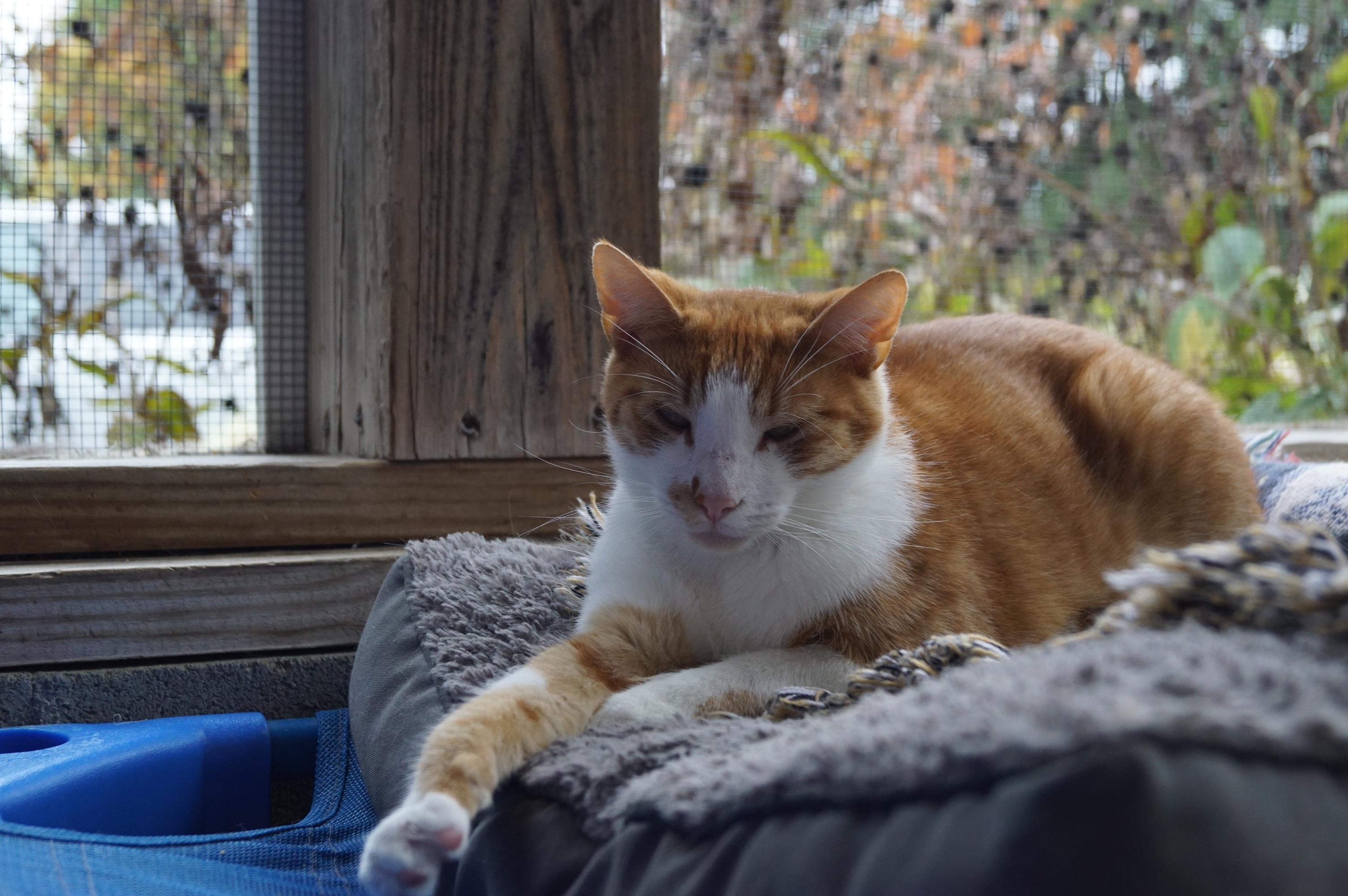 Penny- Bonded with Ellie!, a Adoptable Domestic Short Hair in New Milford, CT image 4/6