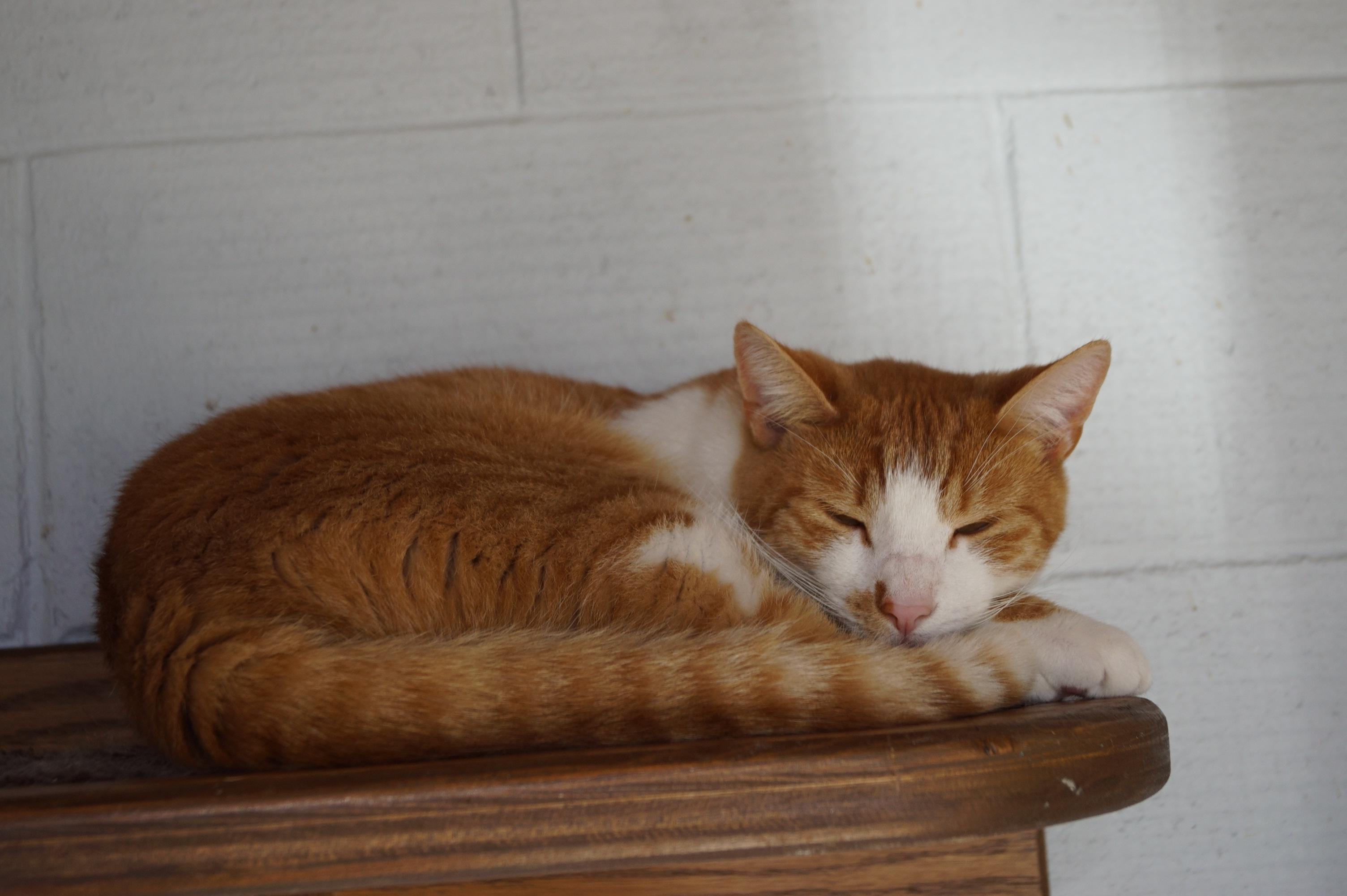 Penny- Bonded with Ellie!, a Adoptable Domestic Short Hair in New Milford, CT image 6/6