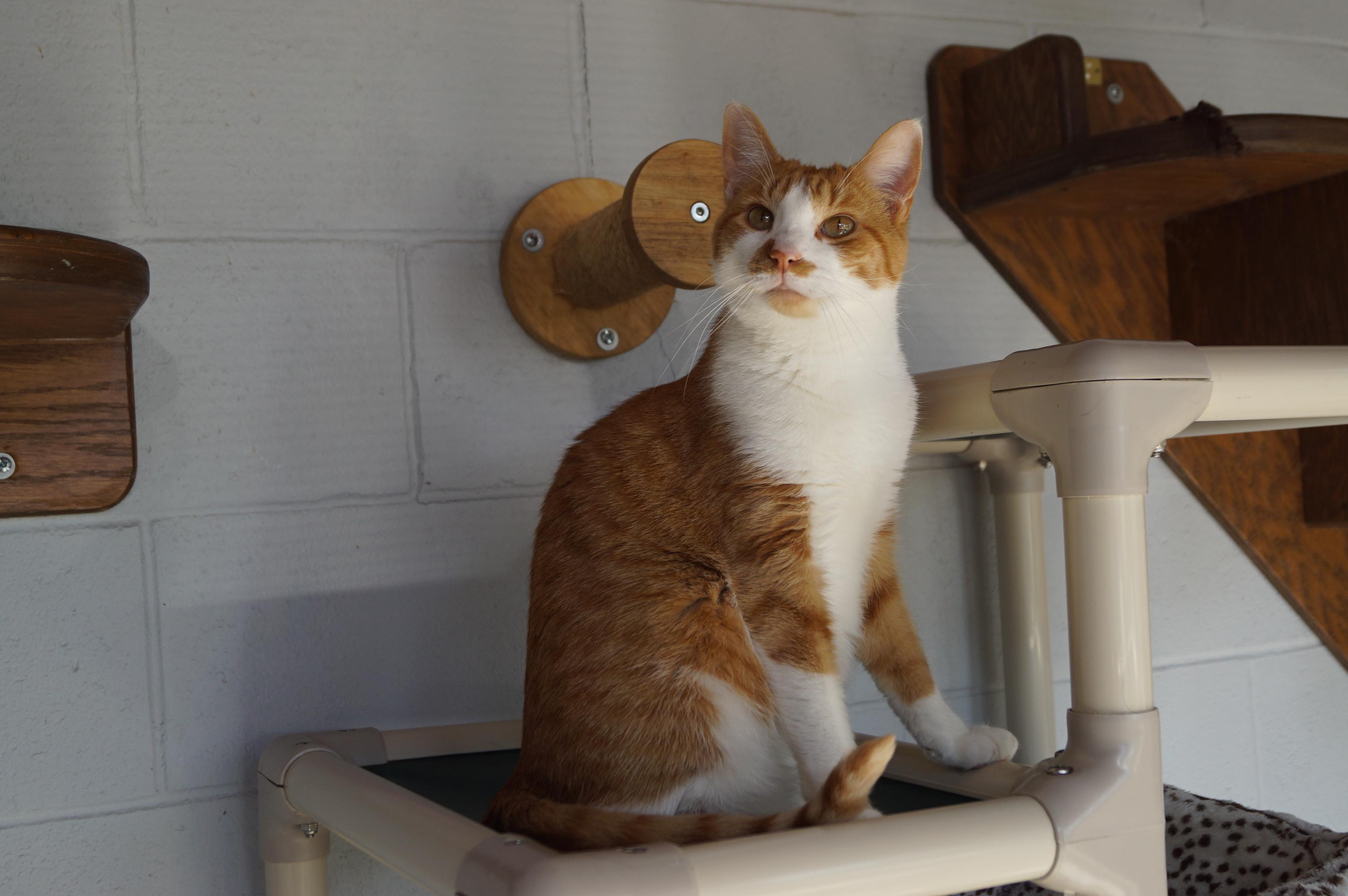 Penny- Bonded with Ellie!, a Adoptable Domestic Short Hair in New Milford, CT image 1/6