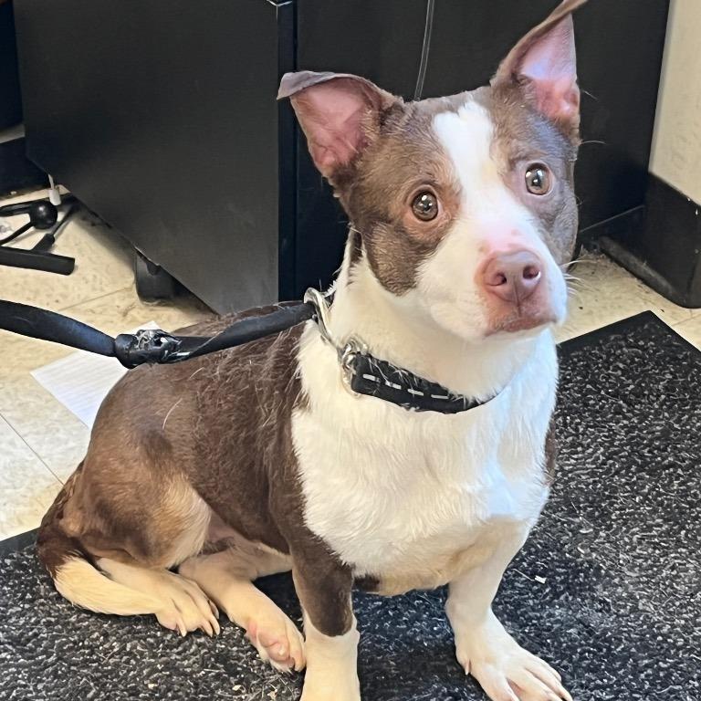 Cece, Adoptable, Young Female Mixed Breed.