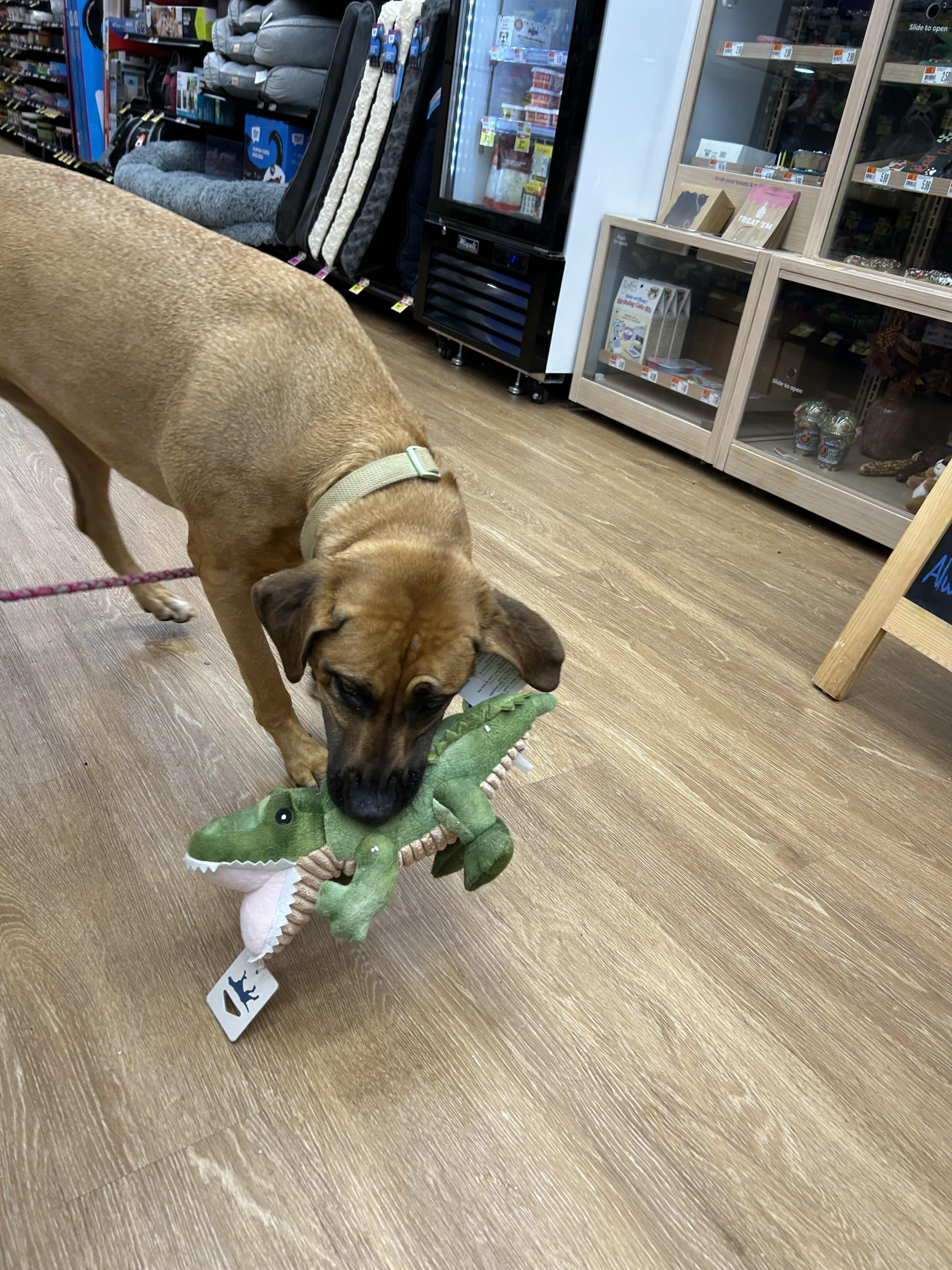 Enlarge Belle, a ADOPTABLE mixed breed in Williamston, SC image 2/4