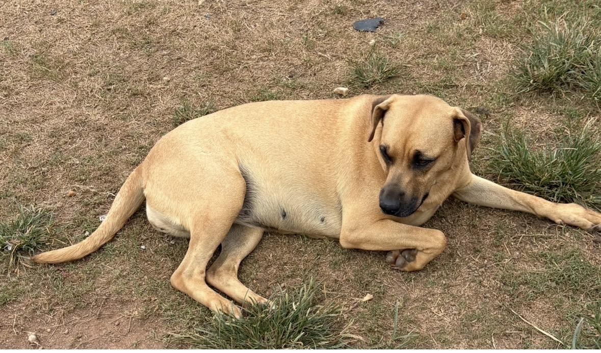 Enlarge Belle, a ADOPTABLE mixed breed in Williamston, SC image 1/4