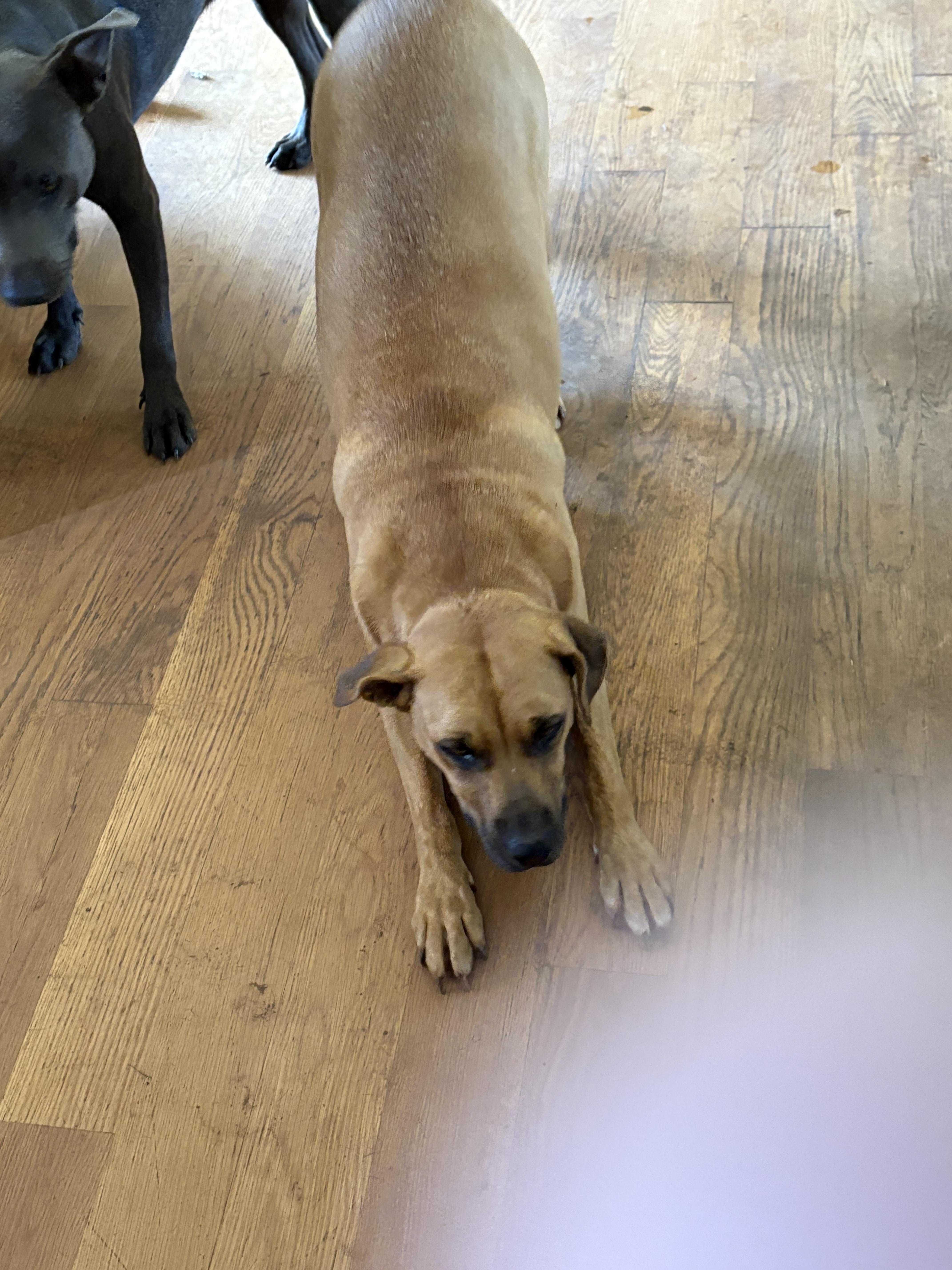 Enlarge Belle, a ADOPTABLE mixed breed in Williamston, SC image 3/4