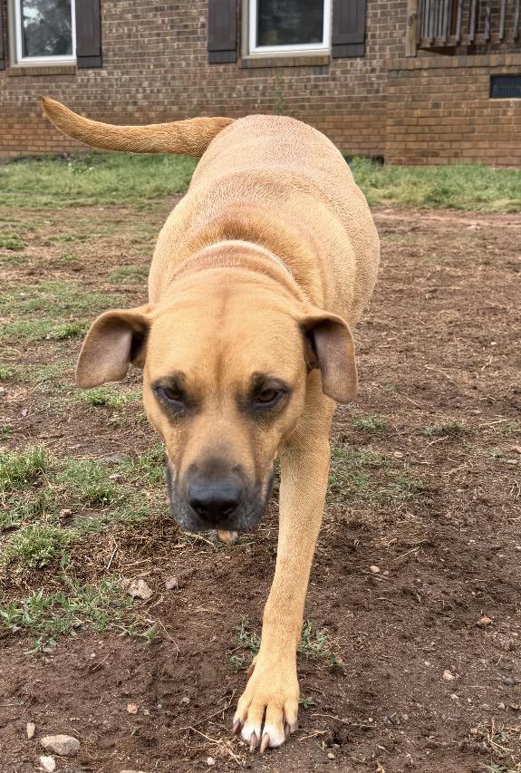 Belle, ADOPTABLE, Adult Female Labrador Retriever & American Bulldog.