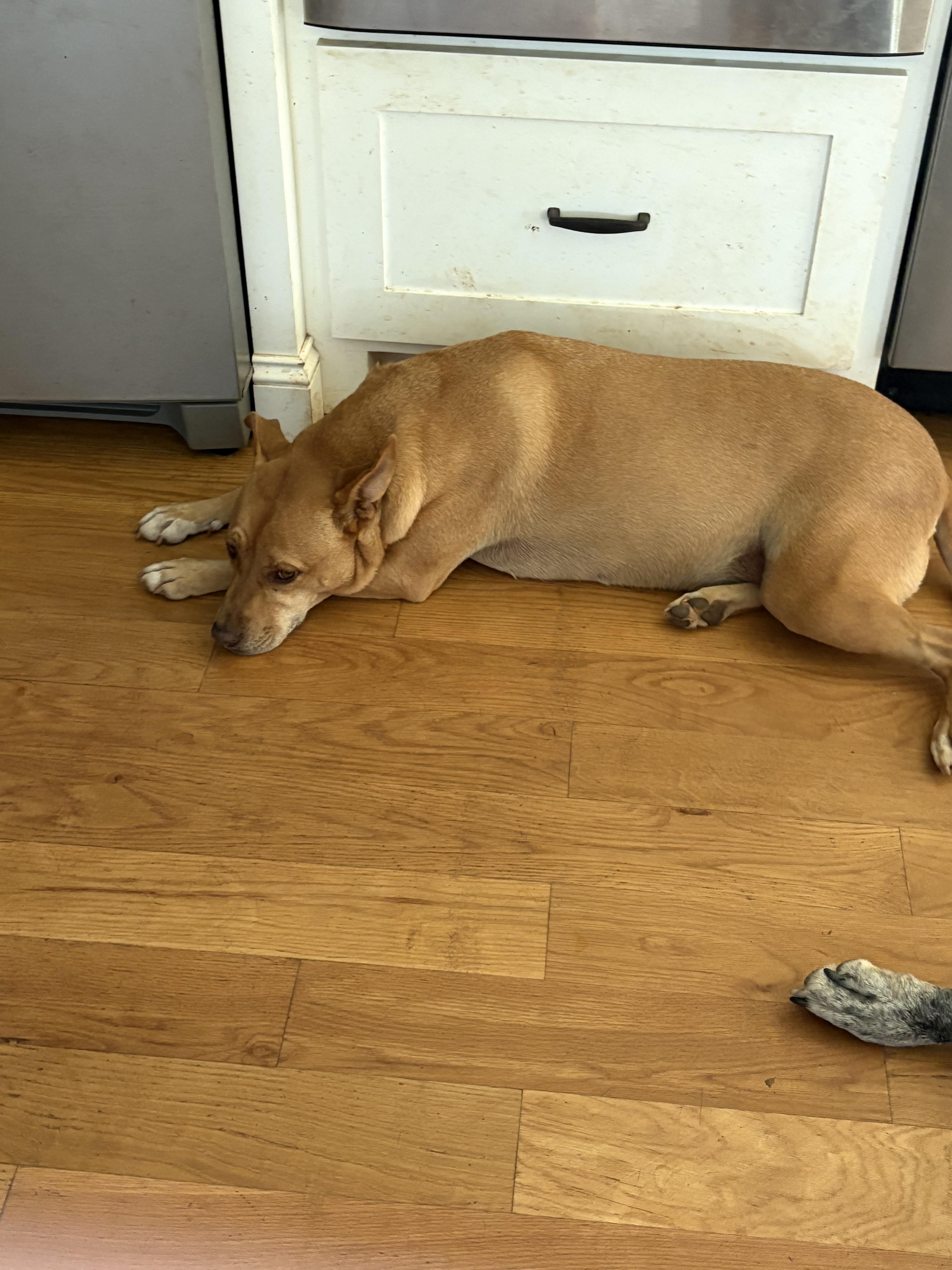 Enlarge Belle, a ADOPTABLE mixed breed in Williamston, SC image 4/4