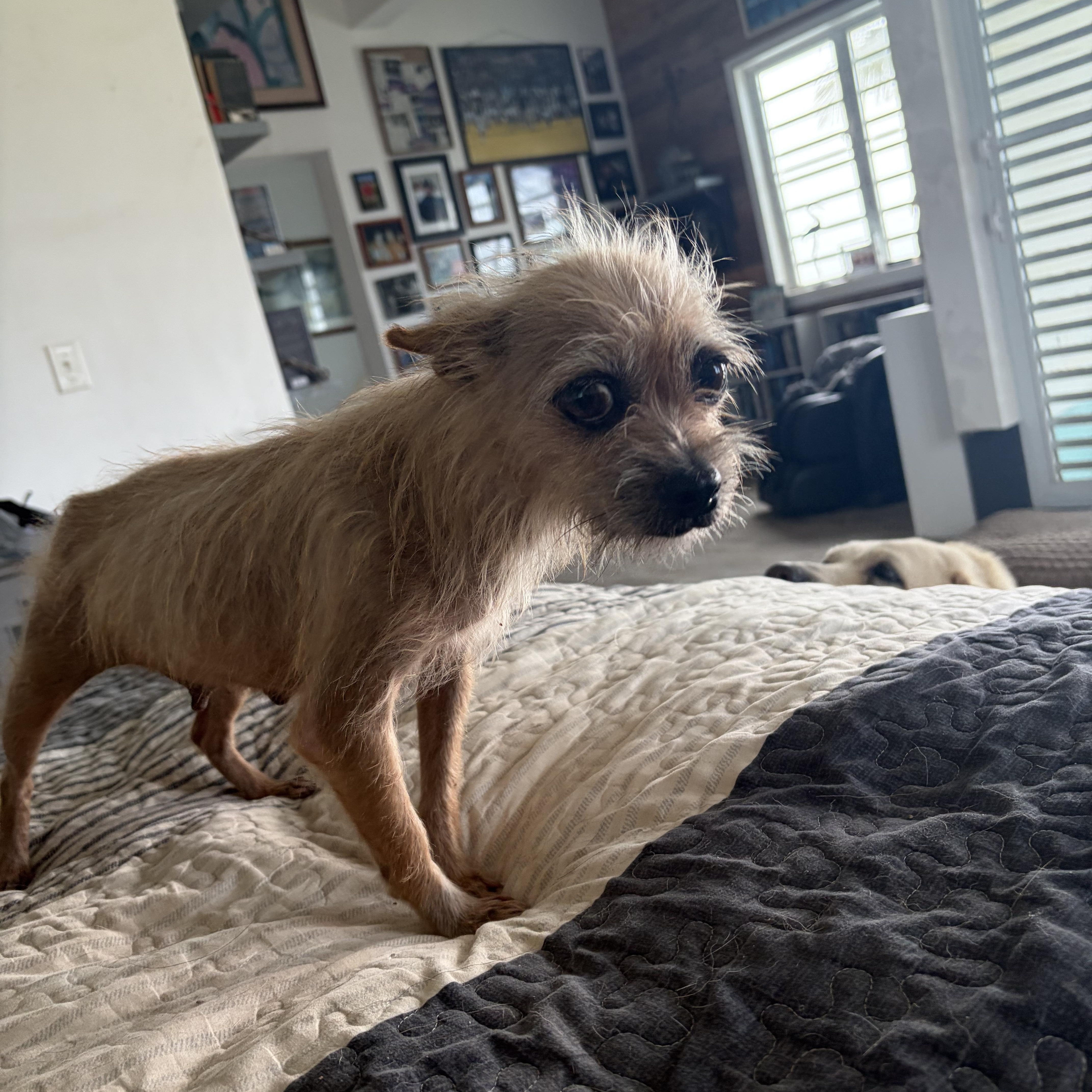 Enlarge Blanche, a Adopted mixed breed in Milwaukie, OR image 3/3