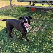 Cody, adopted, Young Male Labrador Retriever.