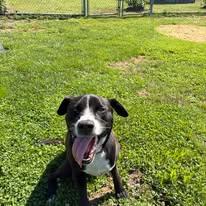 Cody, an adopted mixed breed in Cranston, RI image 2/3