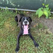Cody, an adopted mixed breed in Cranston, RI image 3/3