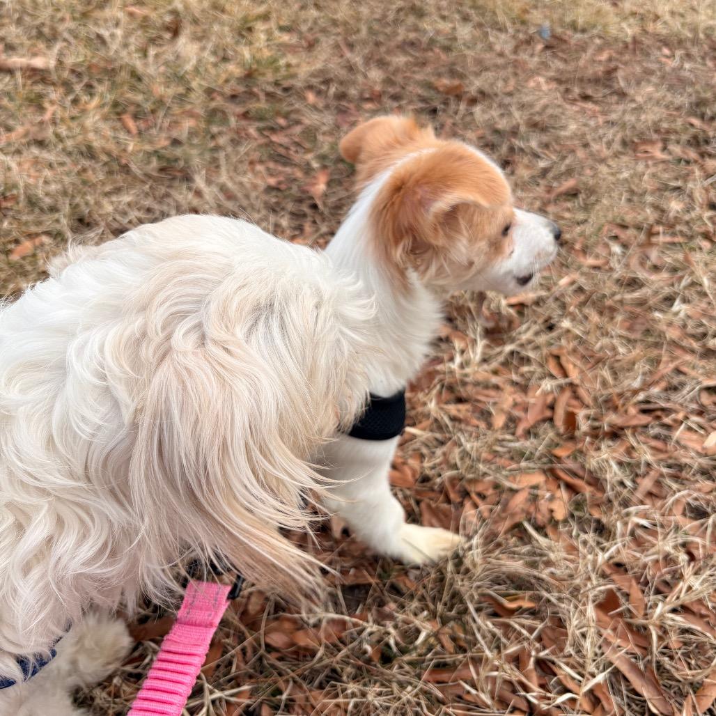 Luna, a Adoptable Mixed Breed in Arlington, VA image 3/6