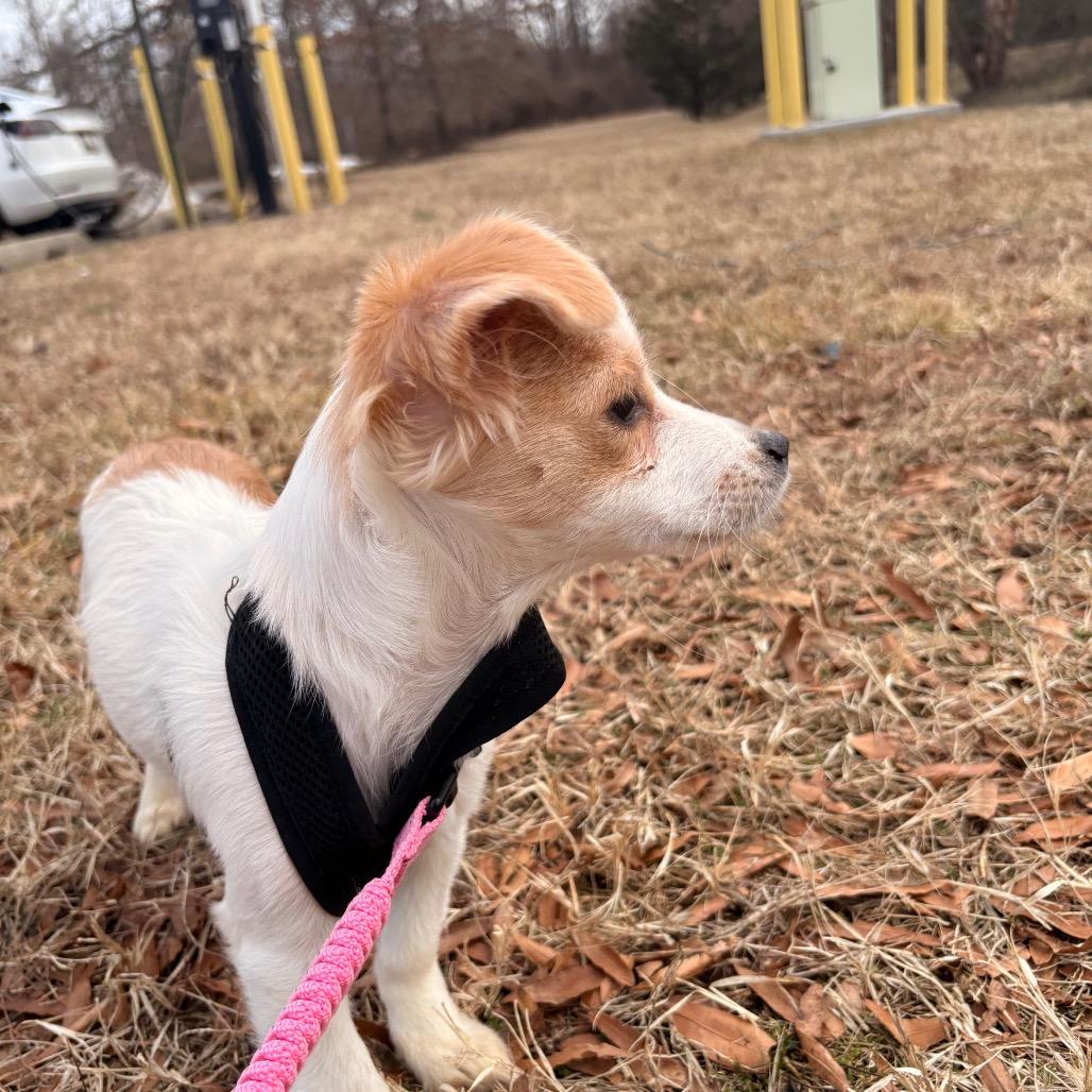 Luna, a Adoptable Mixed Breed in Arlington, VA image 4/6