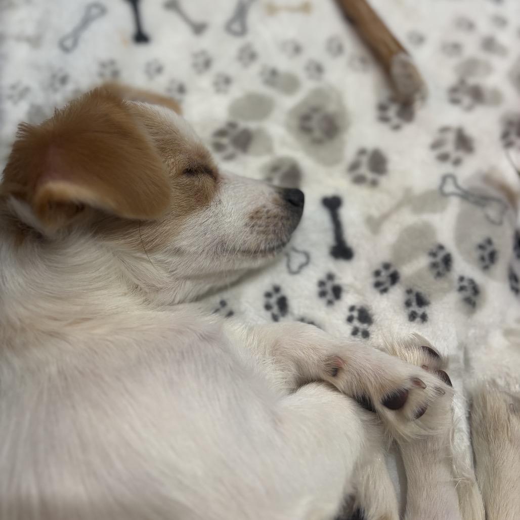 Luna, a Adoptable Mixed Breed in Arlington, VA image 1/6