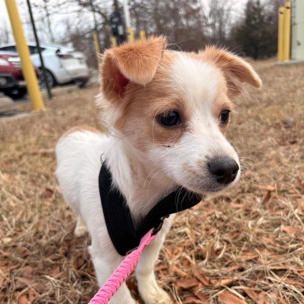 Luna, a Adoptable Mixed Breed in Arlington, VA image 5/6