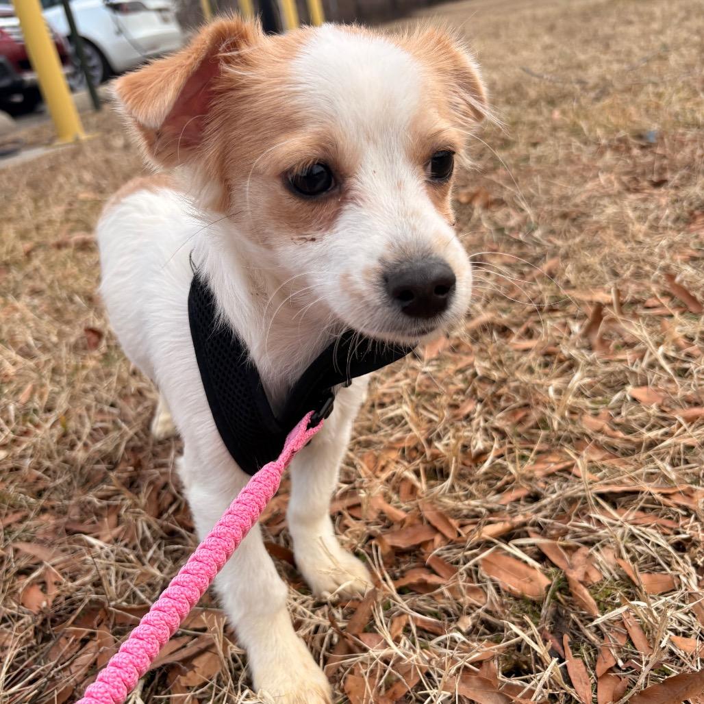 Luna, a Adoptable Mixed Breed in Arlington, VA image 2/6