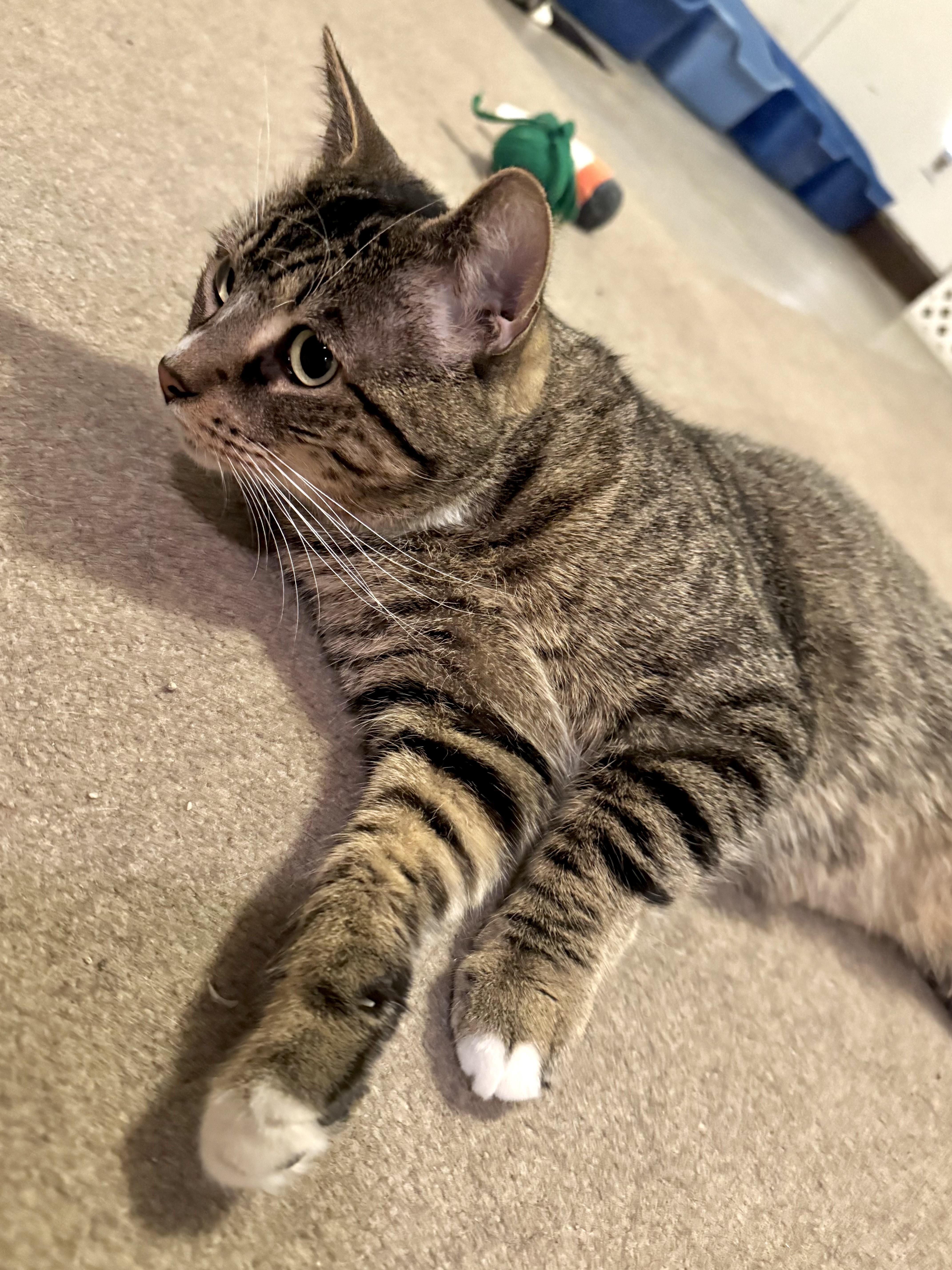 Enlarge Watson, a Adoptable Domestic Short Hair in North Tonawanda, NY image 5/6