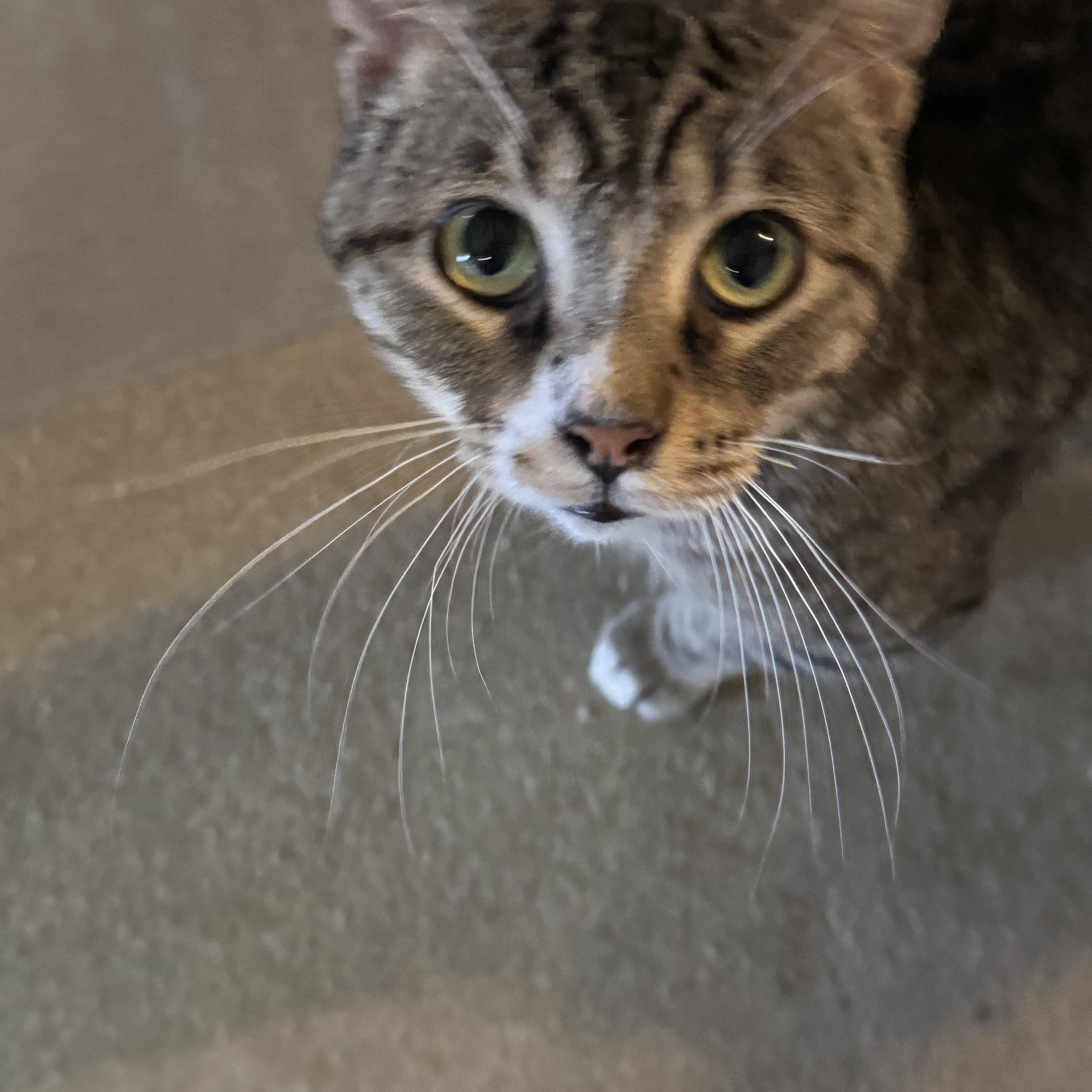 Enlarge Watson, a Adoptable Domestic Short Hair in North Tonawanda, NY image 4/4