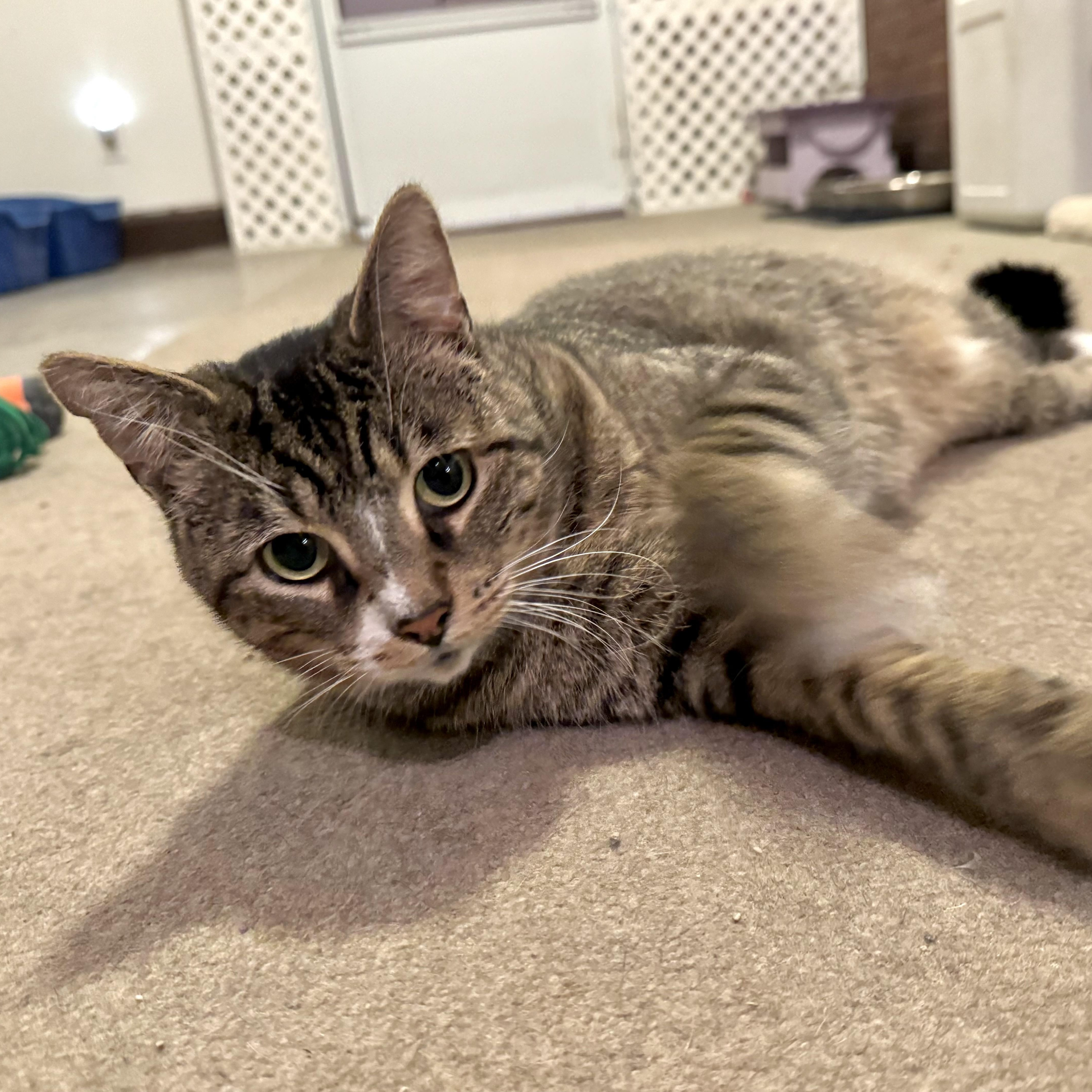 Enlarge Watson, a Adoptable Domestic Short Hair in North Tonawanda, NY image 1/6