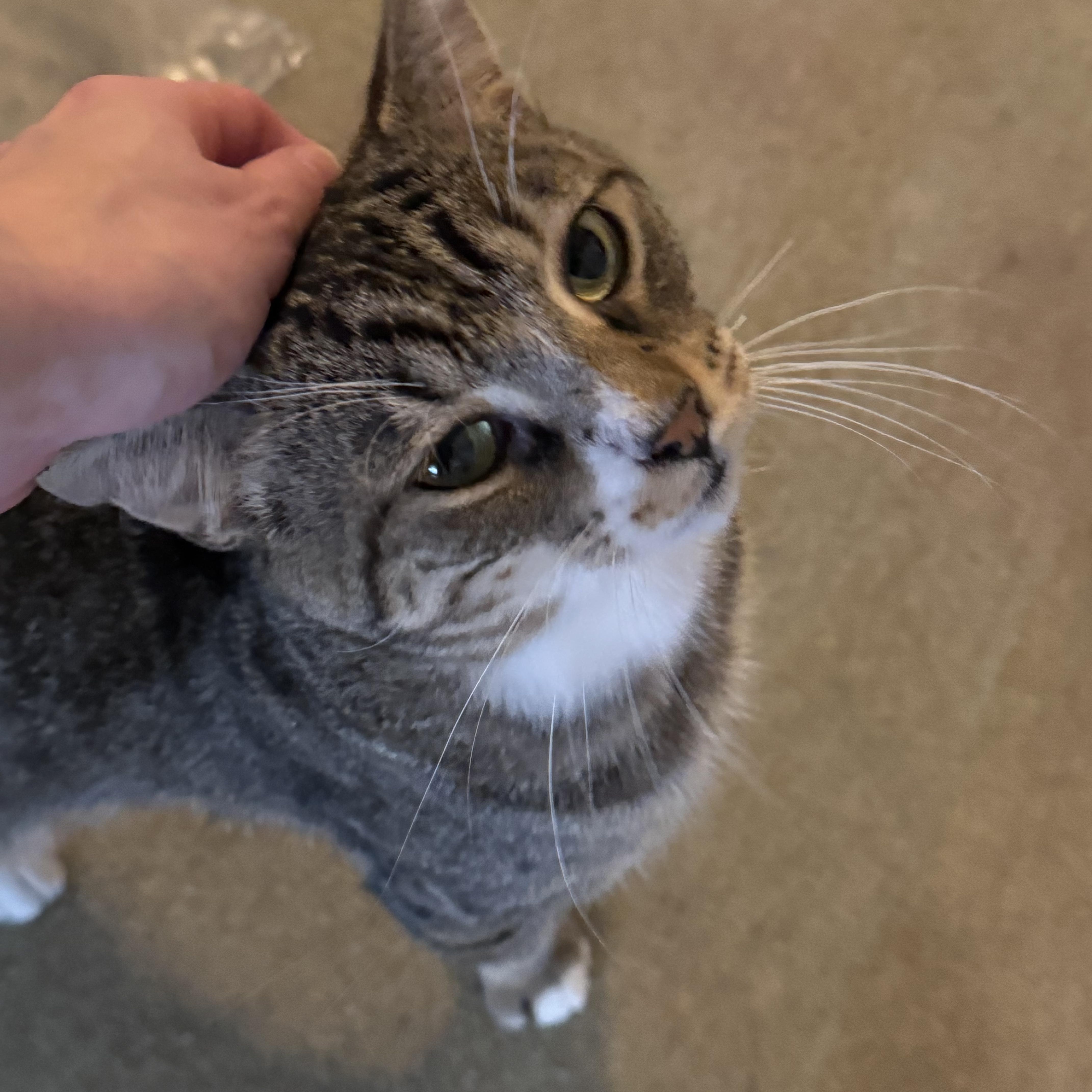 Enlarge Watson, a Adoptable Domestic Short Hair in North Tonawanda, NY image 3/4