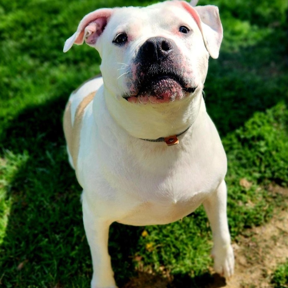 Maizy, a ADOPTABLE Pit Bull Terrier in Stanley, VA image 3/4