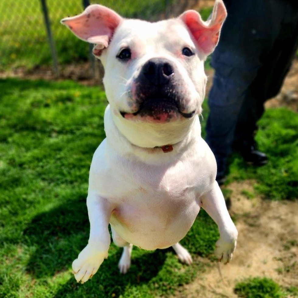 Maizy, a ADOPTABLE Pit Bull Terrier in Stanley, VA image 4/4