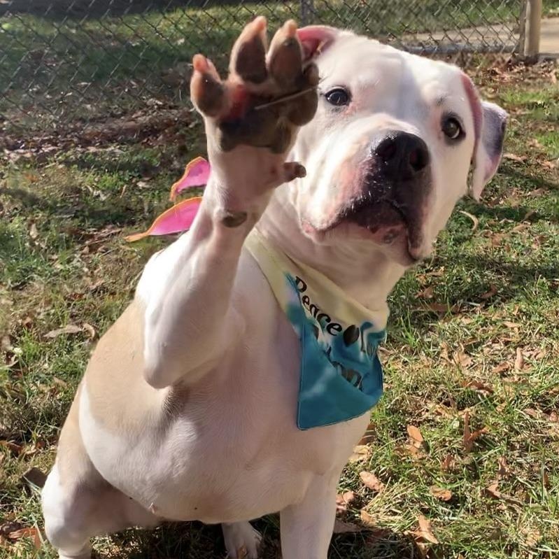 Maizy, a ADOPTABLE Pit Bull Terrier in Stanley, VA image 2/4