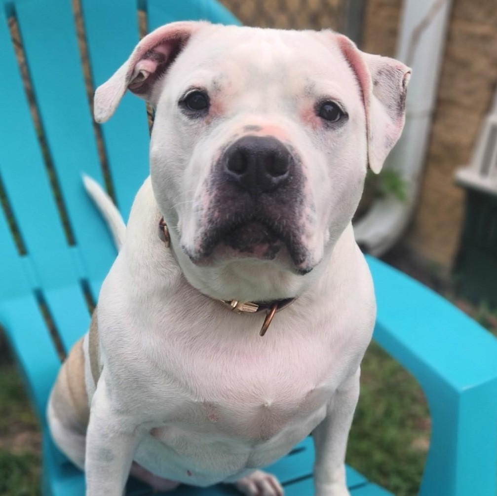 Maizy, a ADOPTABLE Pit Bull Terrier in Stanley, VA image 1/4