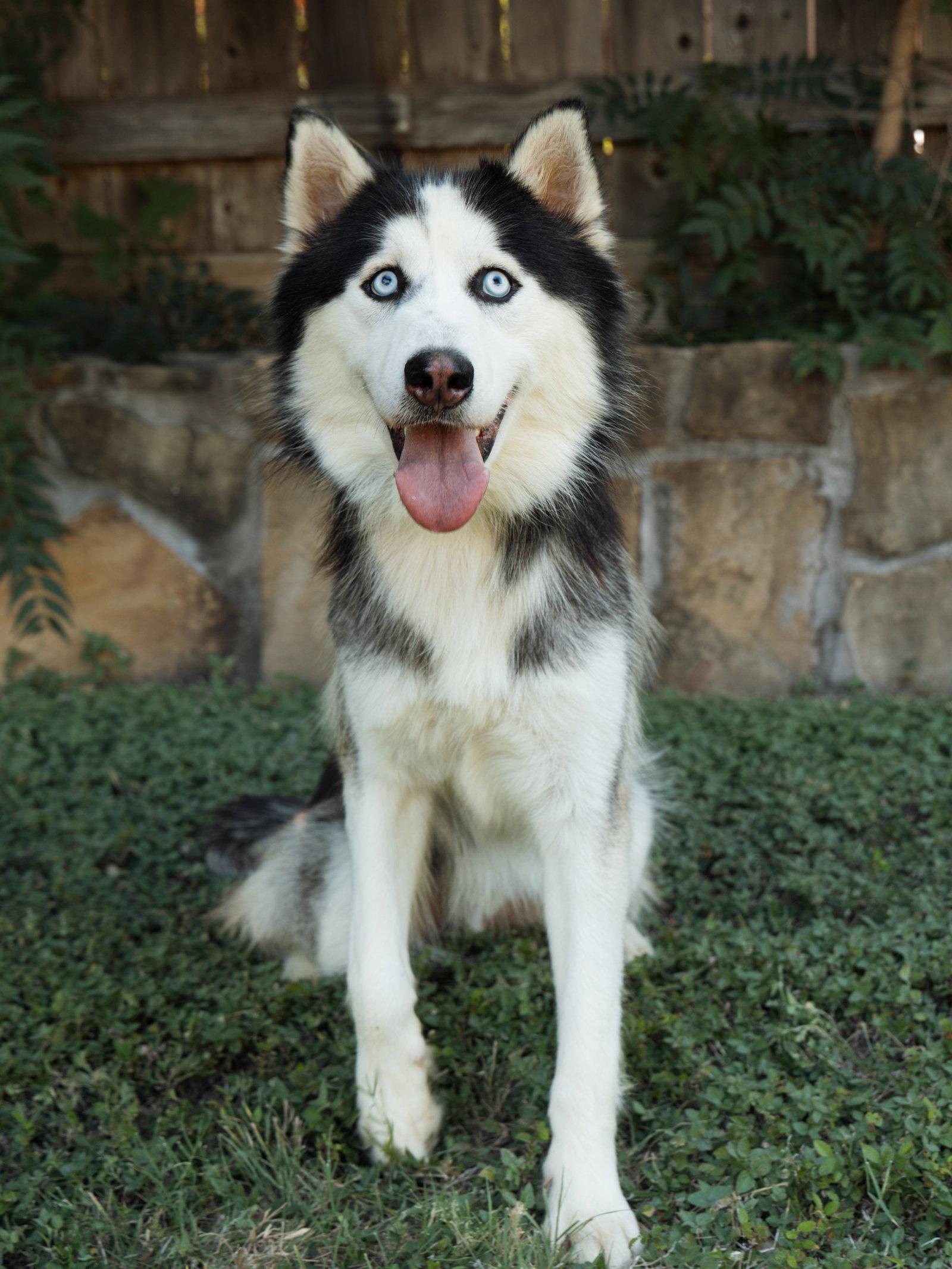 Maksim *Foster Needed*, a Adopted Siberian Husky in Carrollton, TX image 1/3