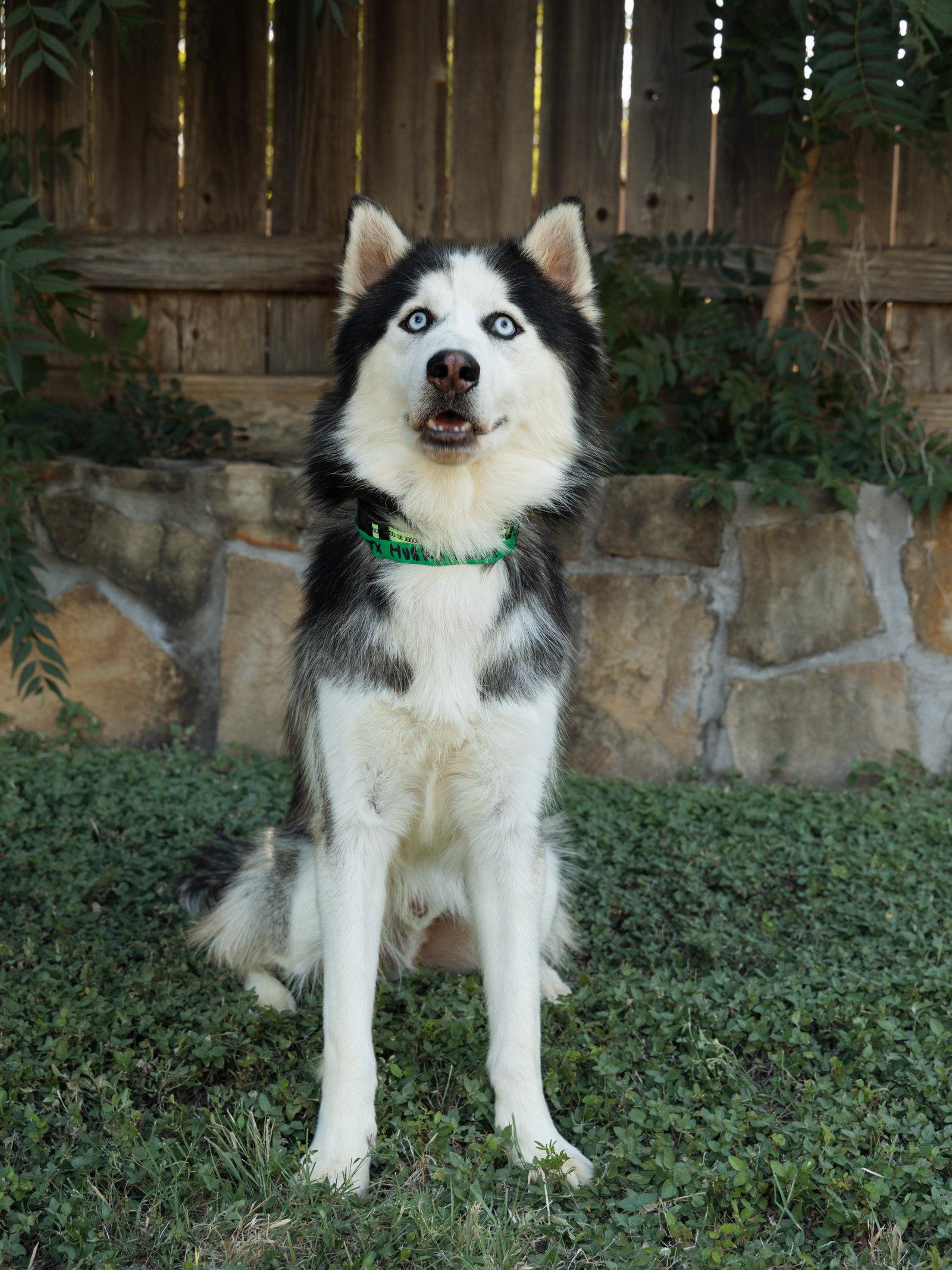 Maksim *Foster Needed*, a Adopted Siberian Husky in Carrollton, TX image 2/3