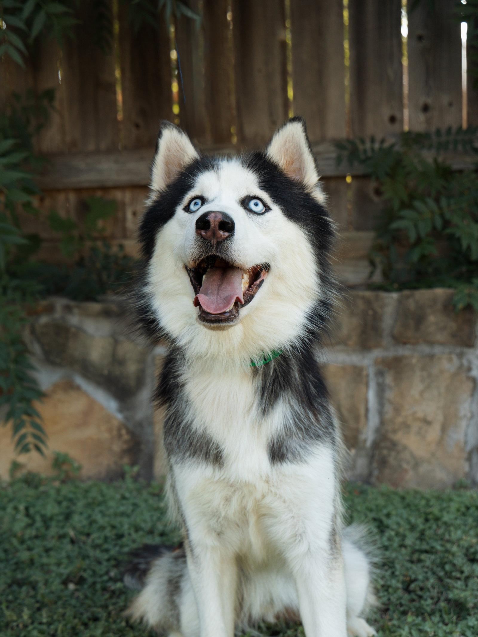 Maksim *Foster Needed*, a Adopted Siberian Husky in Carrollton, TX image 3/3