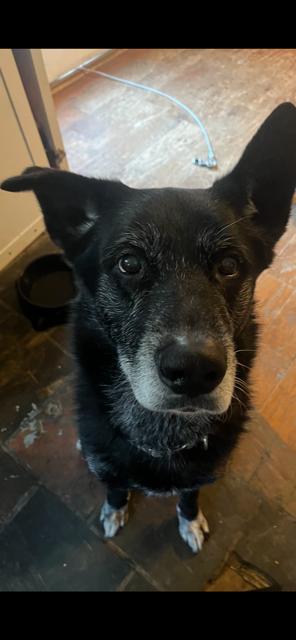 Enlarge Bobo, a ADOPTABLE mixed breed in Warrington, PA image 1/1