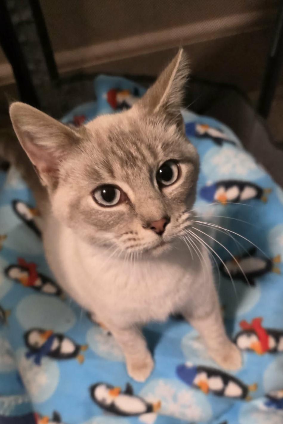 Enlarge Lucy, a ADOPTABLE Domestic Short Hair in Elizabeth, IL image 2/3