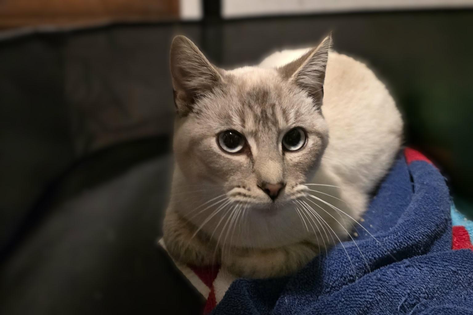 Lucy, ADOPTABLE, Kitten Female Domestic Short Hair.