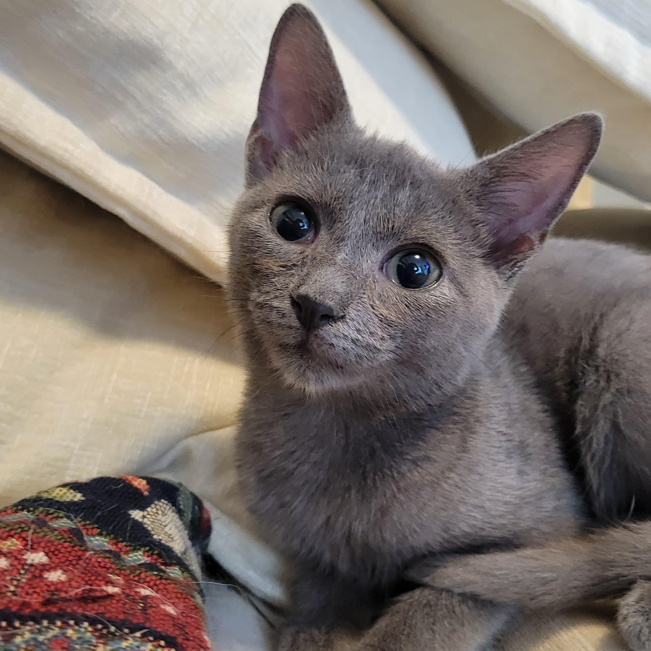 Mai Domestic Short Hair Cat