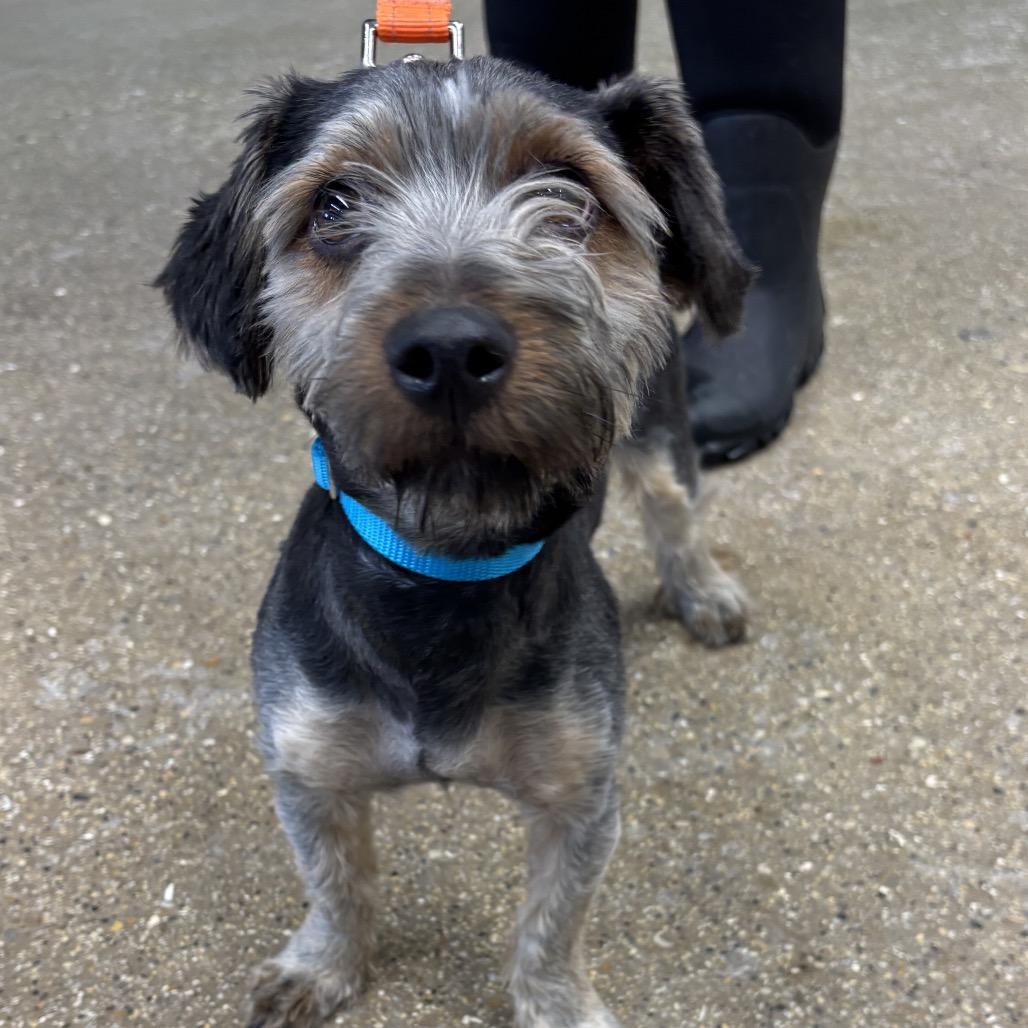 Enlarge Moiita, a Adoptable Mixed Breed in Skokie, IL image 1/1