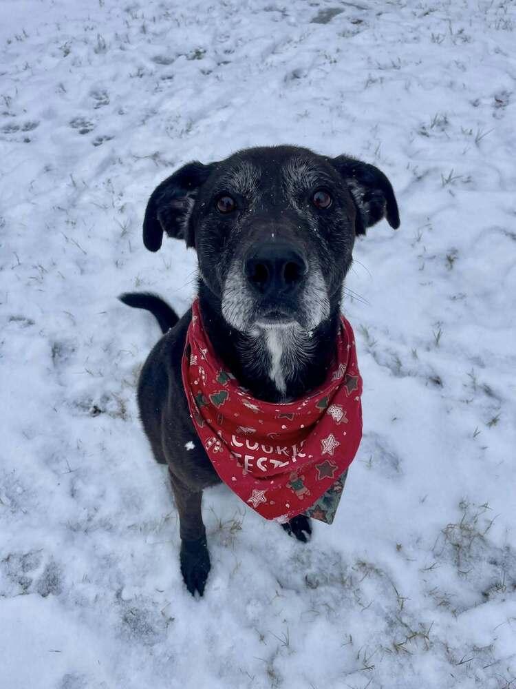 Enlarge PauPau, a Adoptable mixed breed in Milton, DE image 1/6