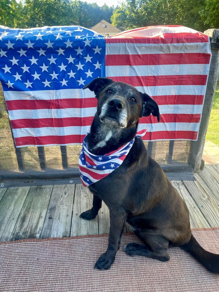 Enlarge PauPau, a Adoptable mixed breed in Milton, DE image 3/6