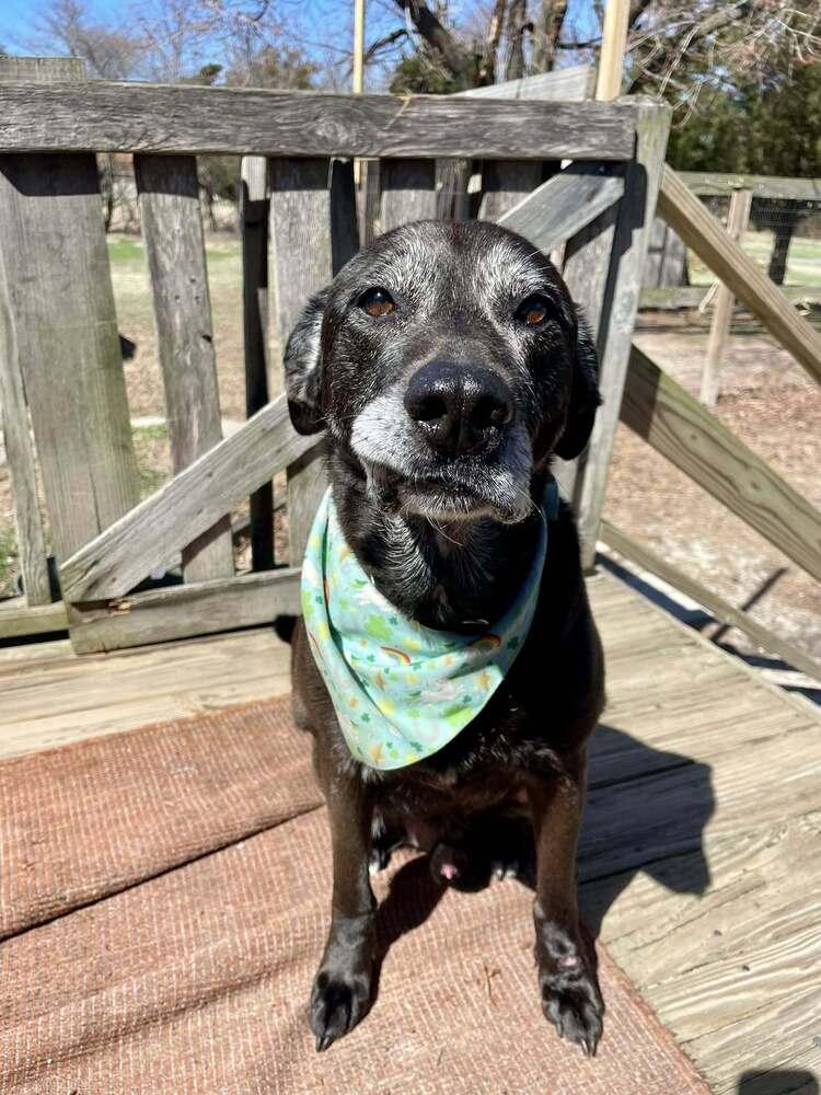 Enlarge PauPau, a Adoptable mixed breed in Milton, DE image 3/6