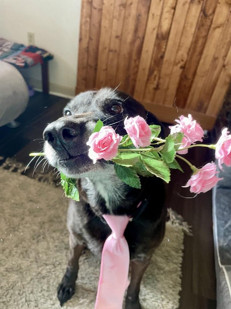 Enlarge PauPau, a Adoptable mixed breed in Milton, DE image 3/6