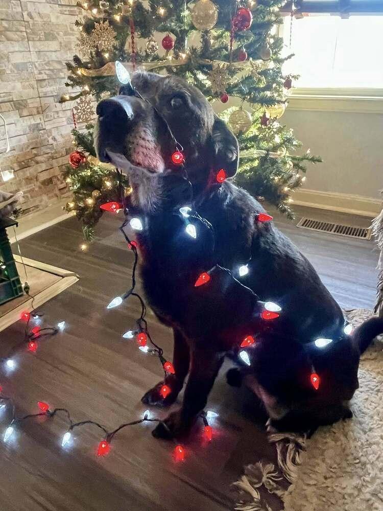 Enlarge PauPau, a Adoptable mixed breed in Milton, DE image 4/6