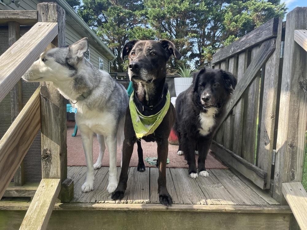 Enlarge PauPau, a Adoptable mixed breed in Milton, DE image 4/6