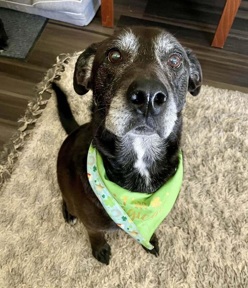 Enlarge PauPau, a Adoptable mixed breed in Milton, DE image 5/6