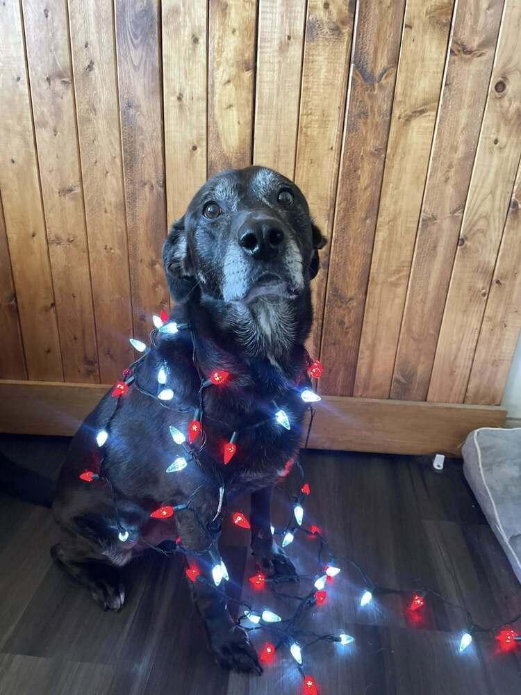 Enlarge PauPau, a Adoptable mixed breed in Milton, DE image 6/6