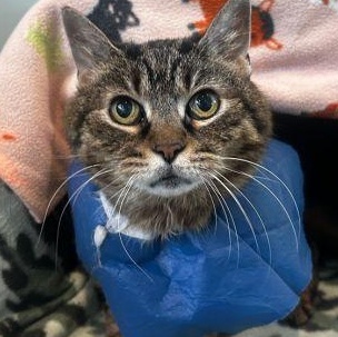 Enlarge Fondue, a ADOPTABLE Domestic Short Hair in Chicago, IL image 3/3