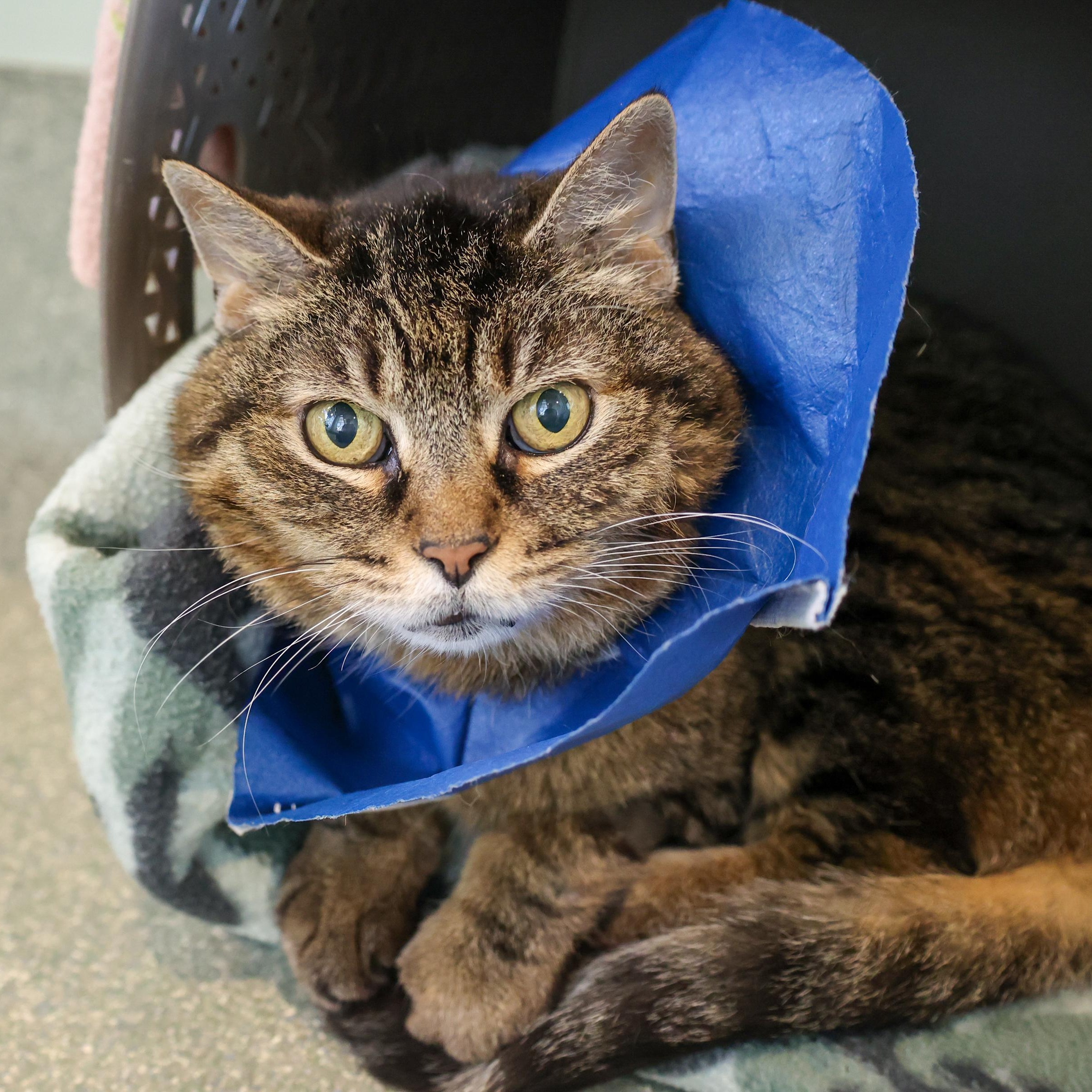 Enlarge Fondue, a ADOPTABLE Domestic Short Hair in Chicago, IL image 2/3