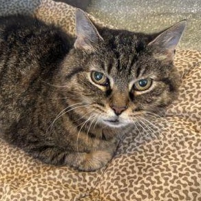 Fondue, ADOPTABLE, Senior Female Domestic Short Hair.