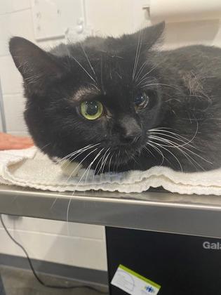 Luna Roo, Adoptable, Senior Female Domestic Short Hair & Domestic Short Hair.