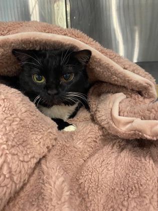 Luna Roo, Adoptable, Senior Female Domestic Short Hair & Domestic Short Hair.