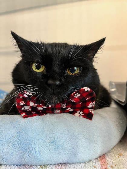 Enlarge Luna Roo, a Adoptable mixed breed in Sanford, FL image 3/3