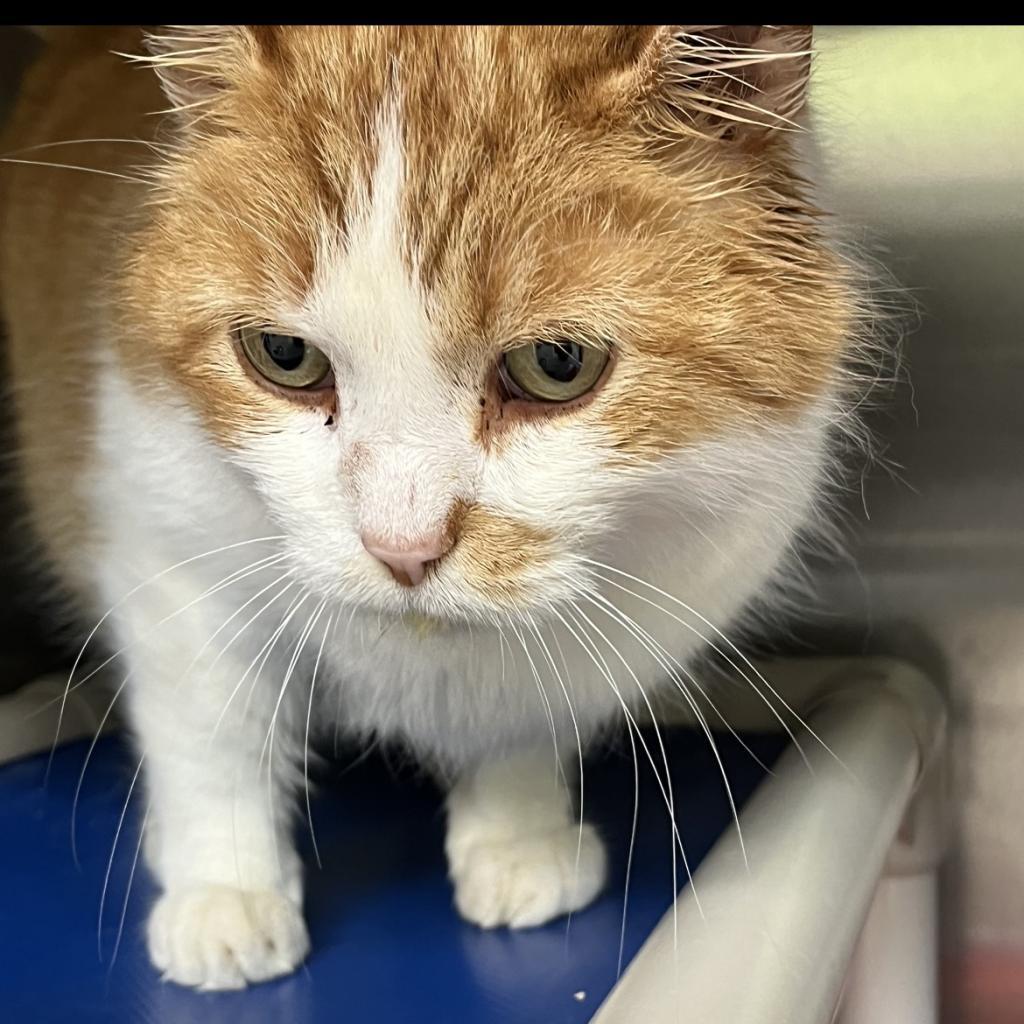 Wesson, Adoptable, Senior Male Domestic Short Hair.